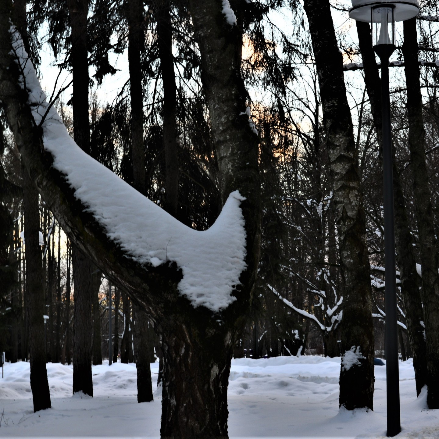 Снежный голубь мира в парке Дружба г. Москвы, что рядом со станций метро Речной вокзал.
Это знак! Все будет хорошо и мирно. И другого быть не должно ❤️